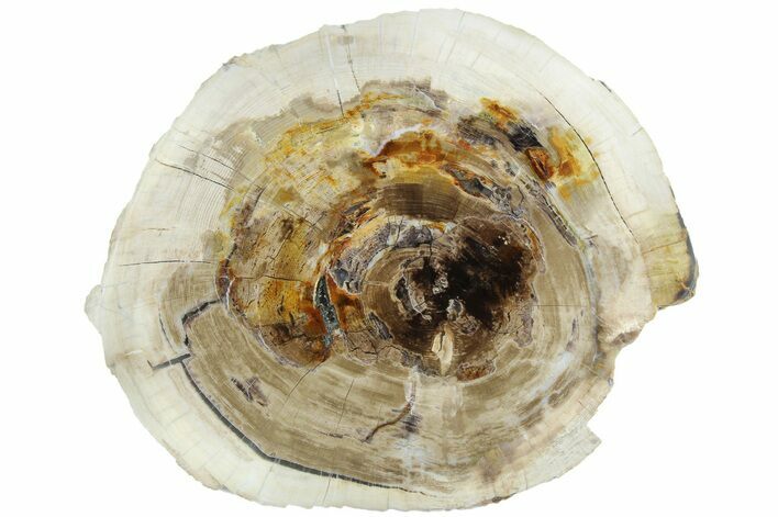 Polished Petrified Wood Round - MacDonald Ranch, Oregon #185109